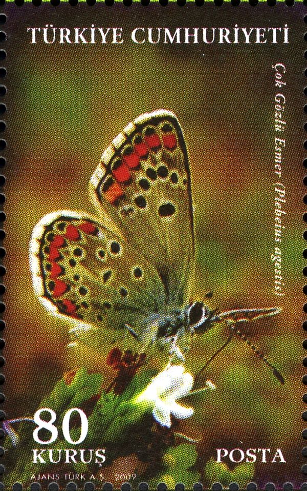 Brown Argus (Plebeius agestis)
