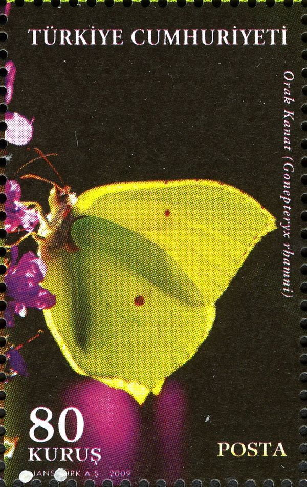 Brimstone (Gonepteryx rhamni)