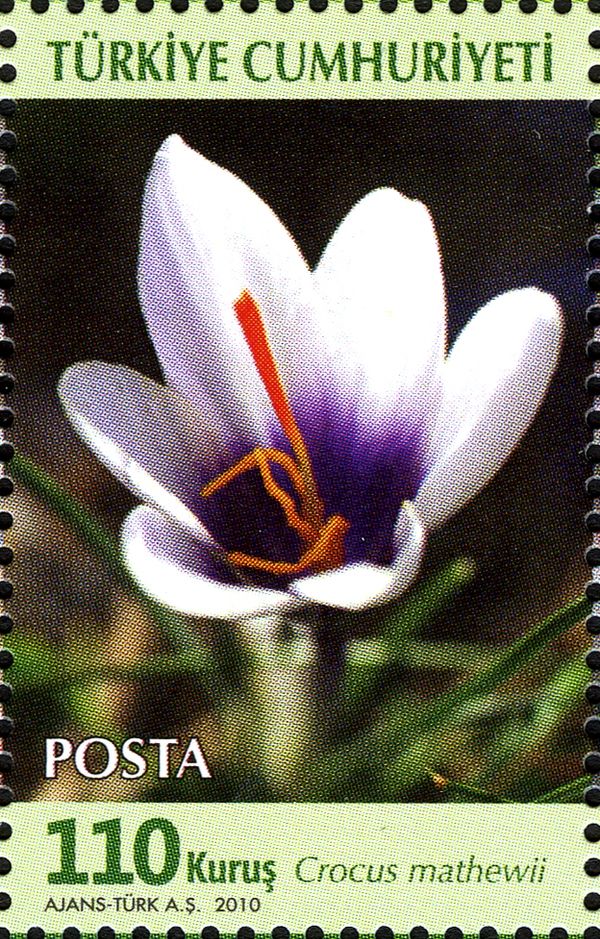 Crocus mathewii