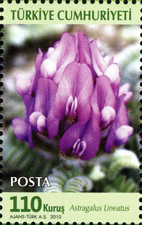 Astragalus lineatus