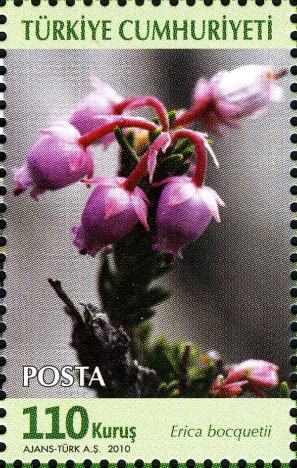 Erica bocquetii