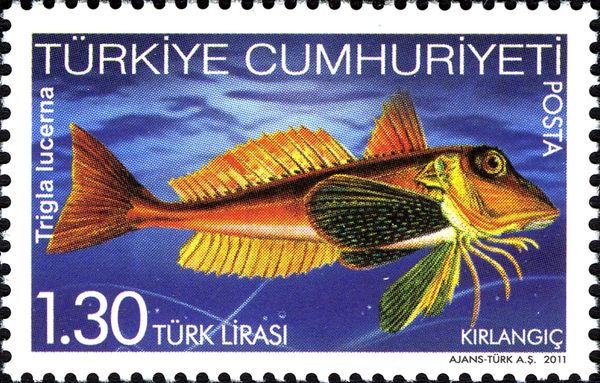 Tub Gurnard (Trigla lucerna)