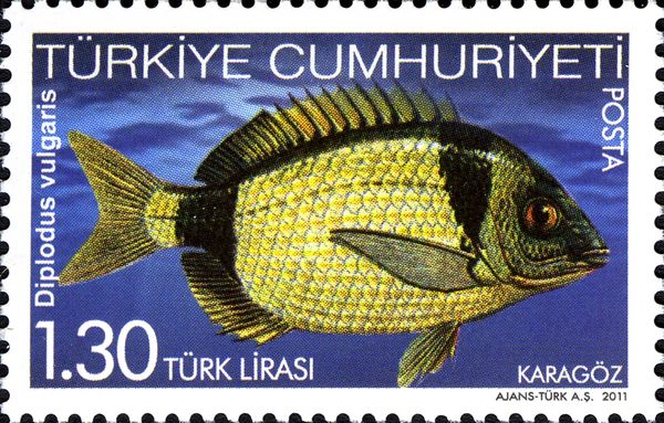 Blacktail Bream (Diplodus vulgaris)