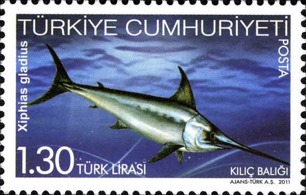 Swordfish (Xiphias gladius)