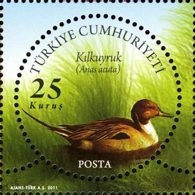 Northern Pintail (Anas acuta)