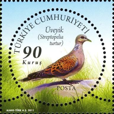 European Turtle Dove (Streptopelia turtur)