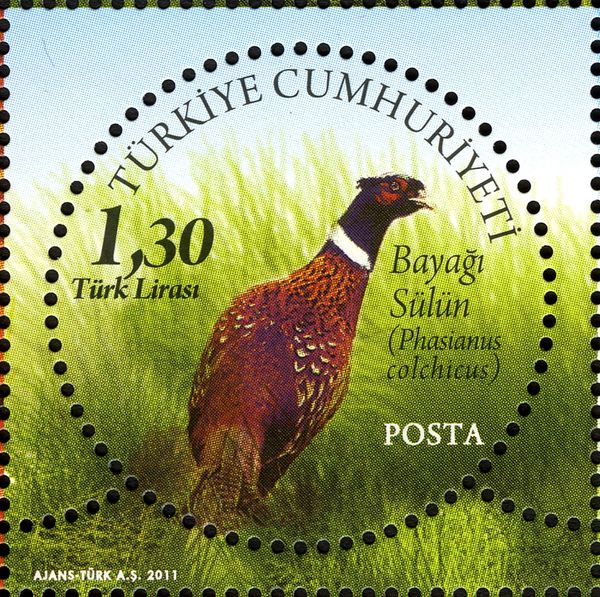 Common Pheasant (Phasianus colchicus)