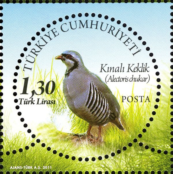 Chukar Partridge (Alectoris chukar)