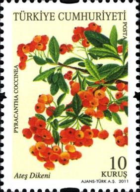 Firethorn (Pyracantha coccinea)