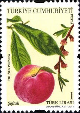 Peach (Prunus persica)