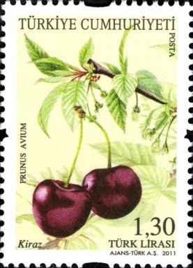 Wild Cherry (Prunus avium)