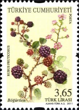 Blackberry (Rubus fruticosus)
