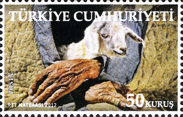Domestic Goat (Capra aegagrus hircus)