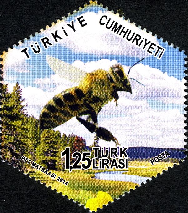 European Honey Bee (Apis mellifera)