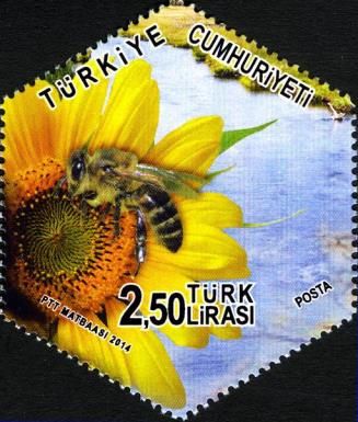 European Honey Bee (Apis mellifera)