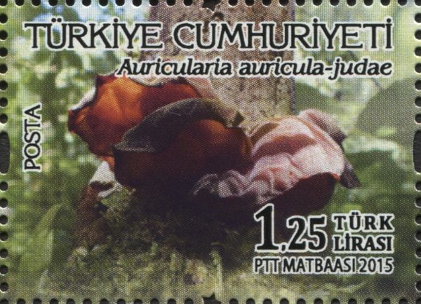 Mushrooms - Auricularia auricularia-judae