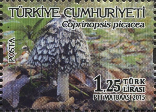Mushrooms - Coprinopsis picacea