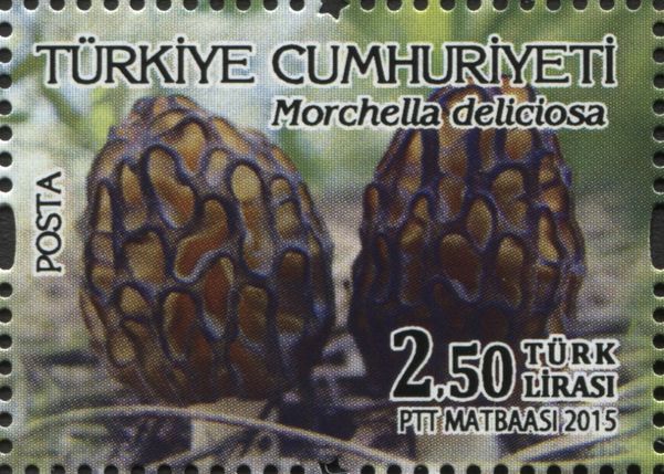 Mushrooms - Morchella deliciosa