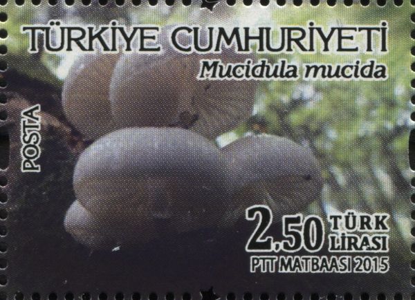 Mushrooms - Mucidula mucida