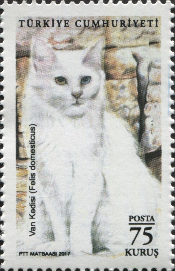 Cat (Felis domesticus)