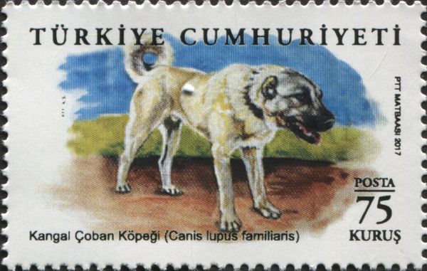 Dog (Canis lupus familiaris)