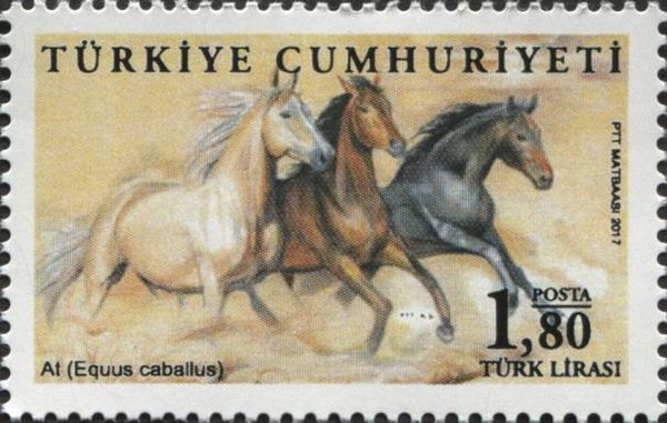 Horses (Equus caballus)