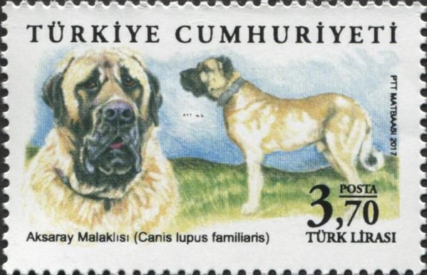 Dog (Canis lupus familiaris)