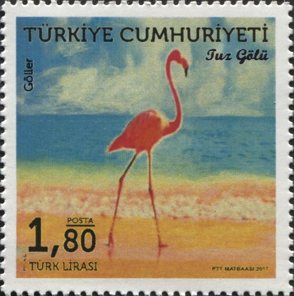 Lakes of Turkey - Anatolian Salt Lake, Greater Flamingo