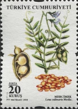 Legumes : Lentils