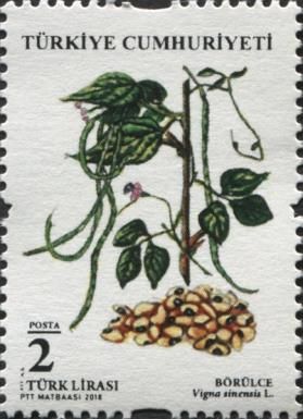 Legumes : Black-Eyed Peas