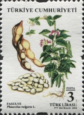 Legumes : White Beans (Phaseolus vulgaris)