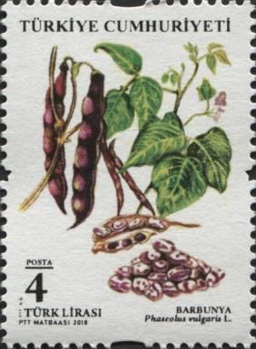 Legumes : Kidney Beans