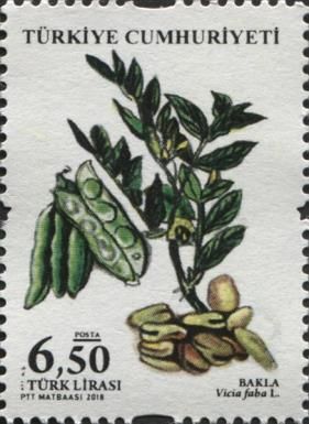 Legumes : Broad Beans