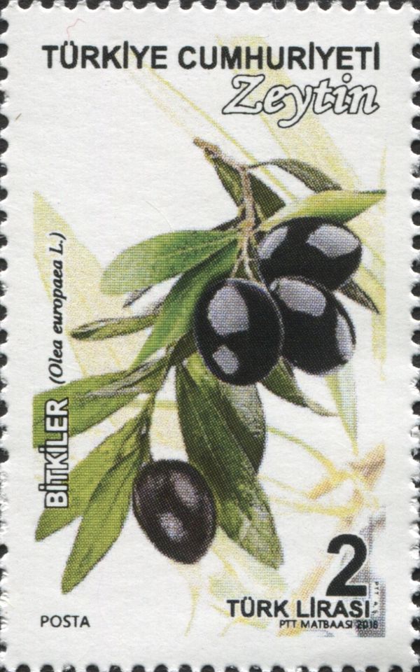 Olea Europaea L.