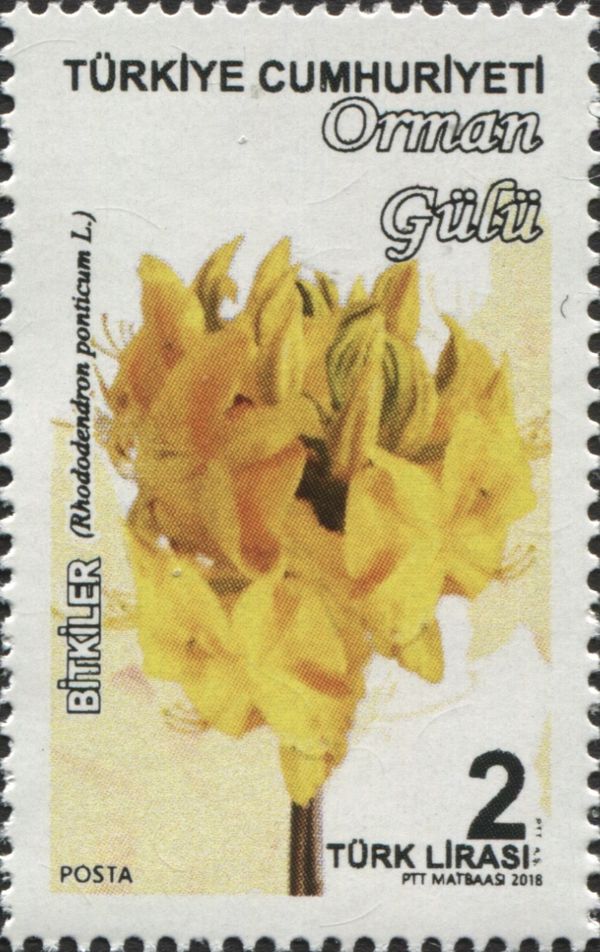 Rhododendron Ponticum L.