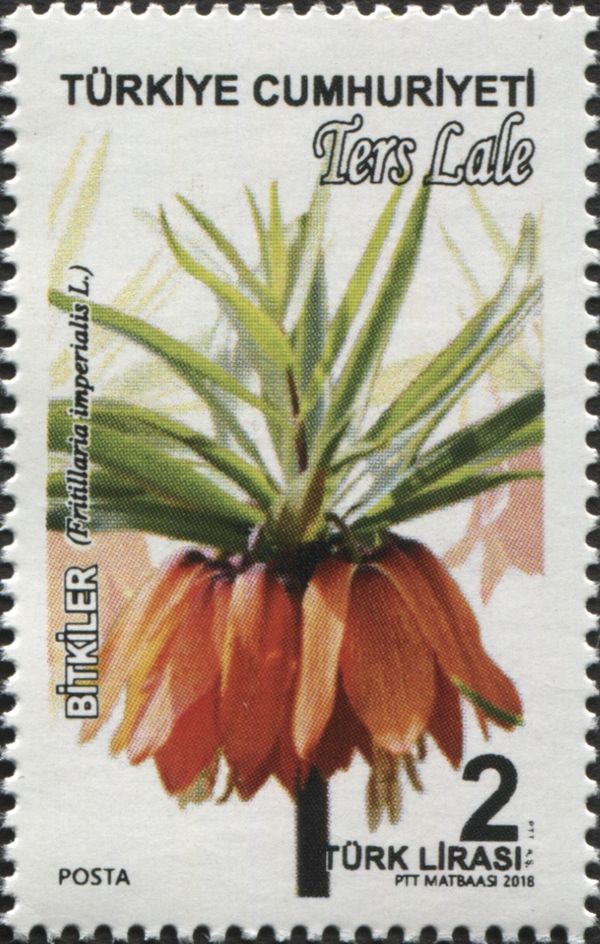 Fritillaria Imperialis L.