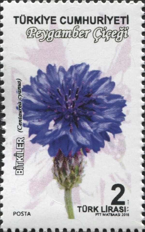 Centaurea Cyanus