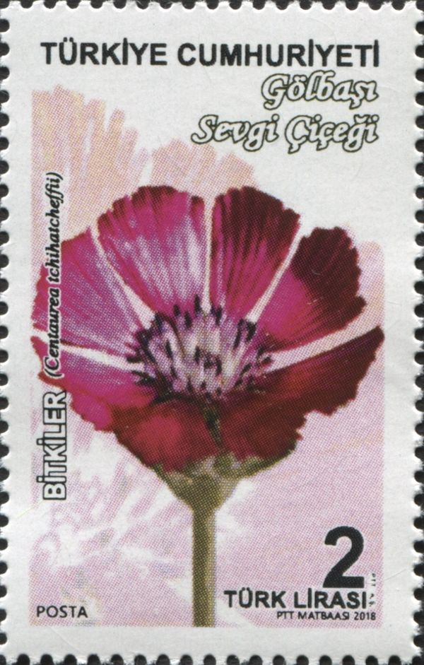 Centaurea Tschihatcheffii