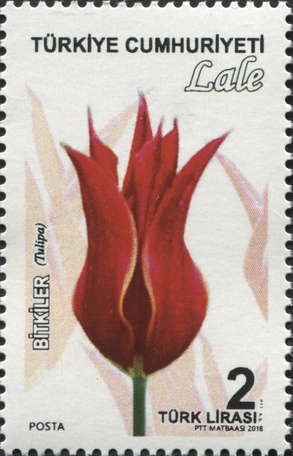 Tulipa