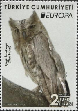 Pallid Scops-Owl (Otus brucei)