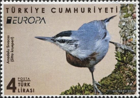 Krüper's Nuthatch (Sitta krueperi)