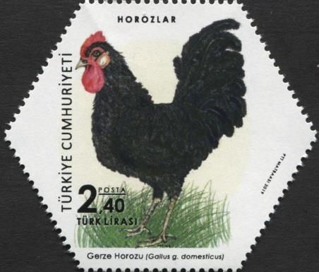 Rooster (Gallus gallus domesticus)
