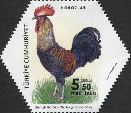 Rooster (Gallus gallus domesticus)