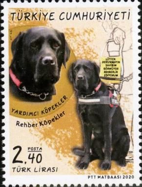 Assistance Dog (Canis lupus familiaris)