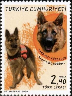 Search & Rescue Dog, German Shepherd (Canis lupus familiaris