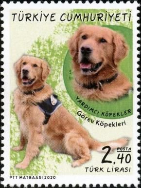 Security Dog, Golden Retriever (Canis lupus familiaris)