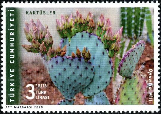 Prickly Pear (Opuntia sp)