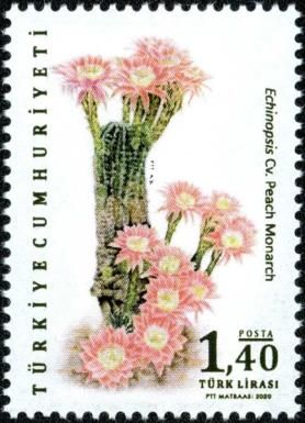 Cacti: Echinopsis Peach Monarch