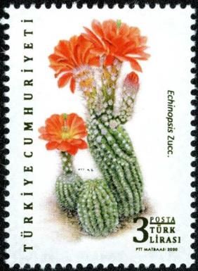 Cacti: Echinopsis