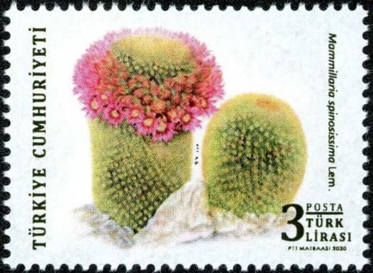 Cacti: Mammillaria spinosissima
